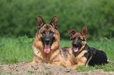 BERGER ALLEMAND 1424